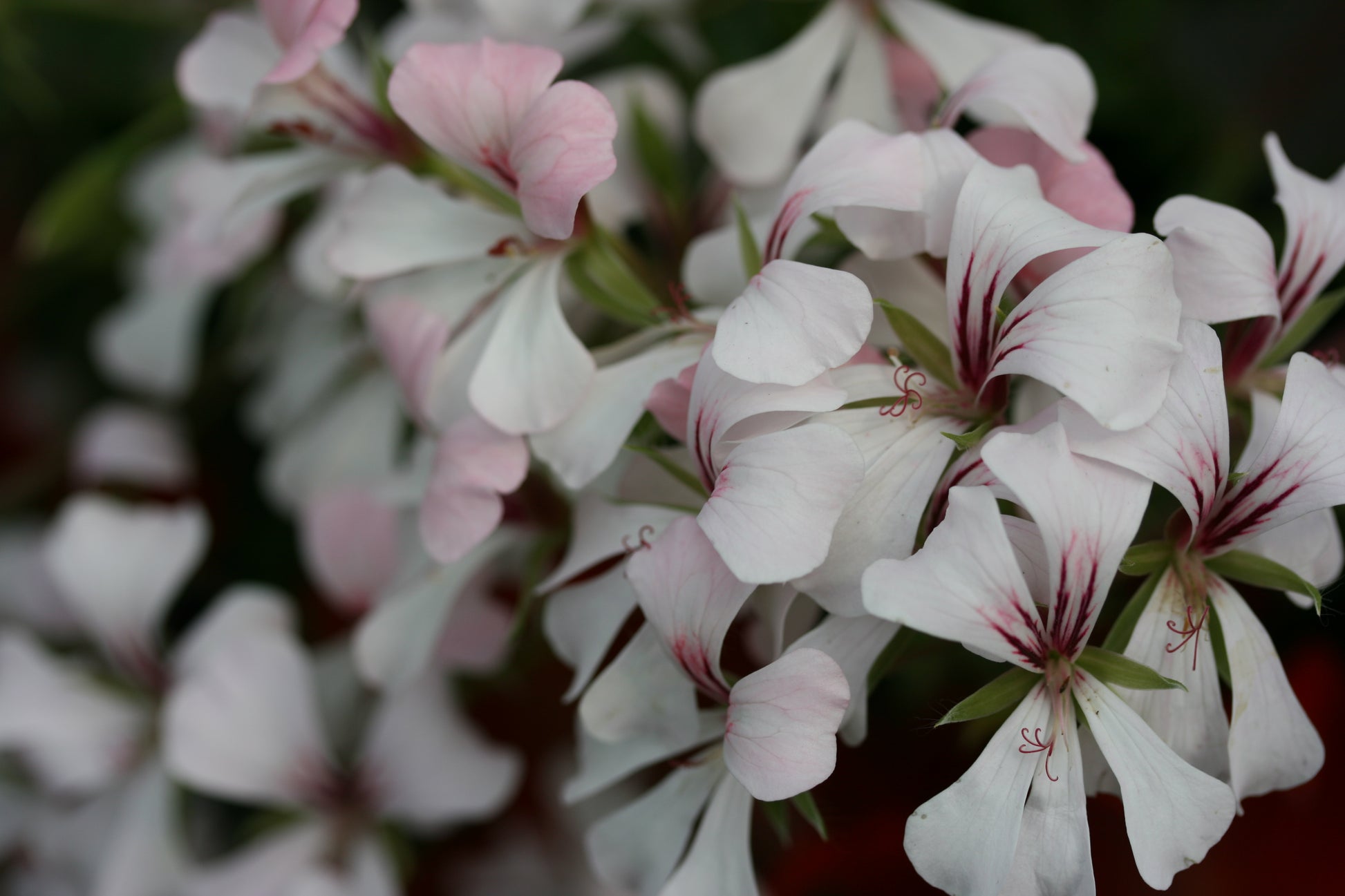 PELARGONIUM Ville de Dresden image 0