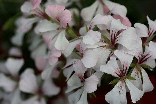 PELARGONIUM Ville de Dresden image 0