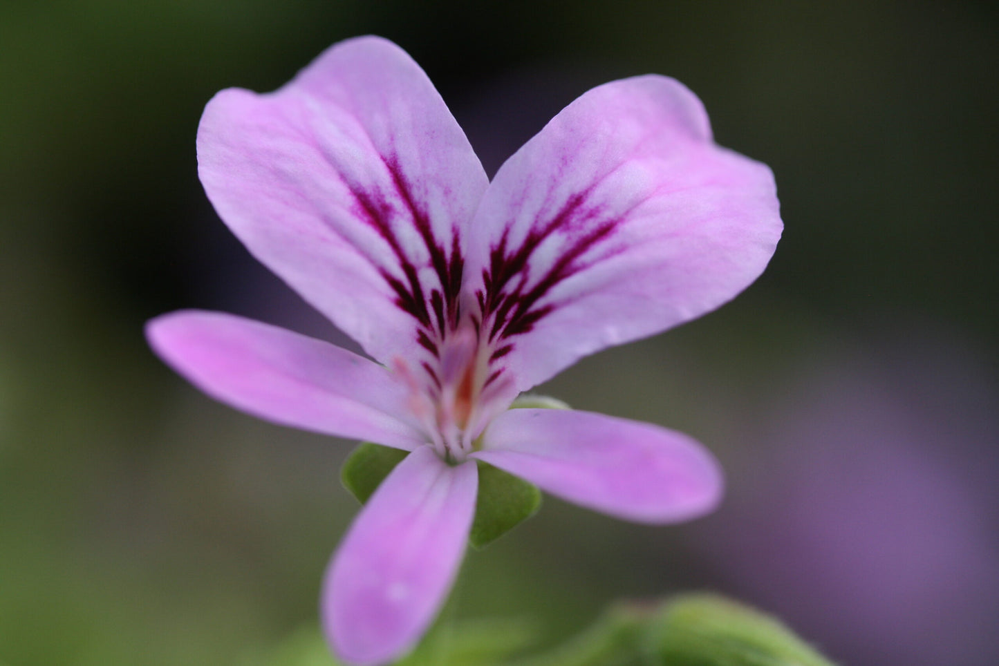 PELARGONIUM Lemon Fancy image 0