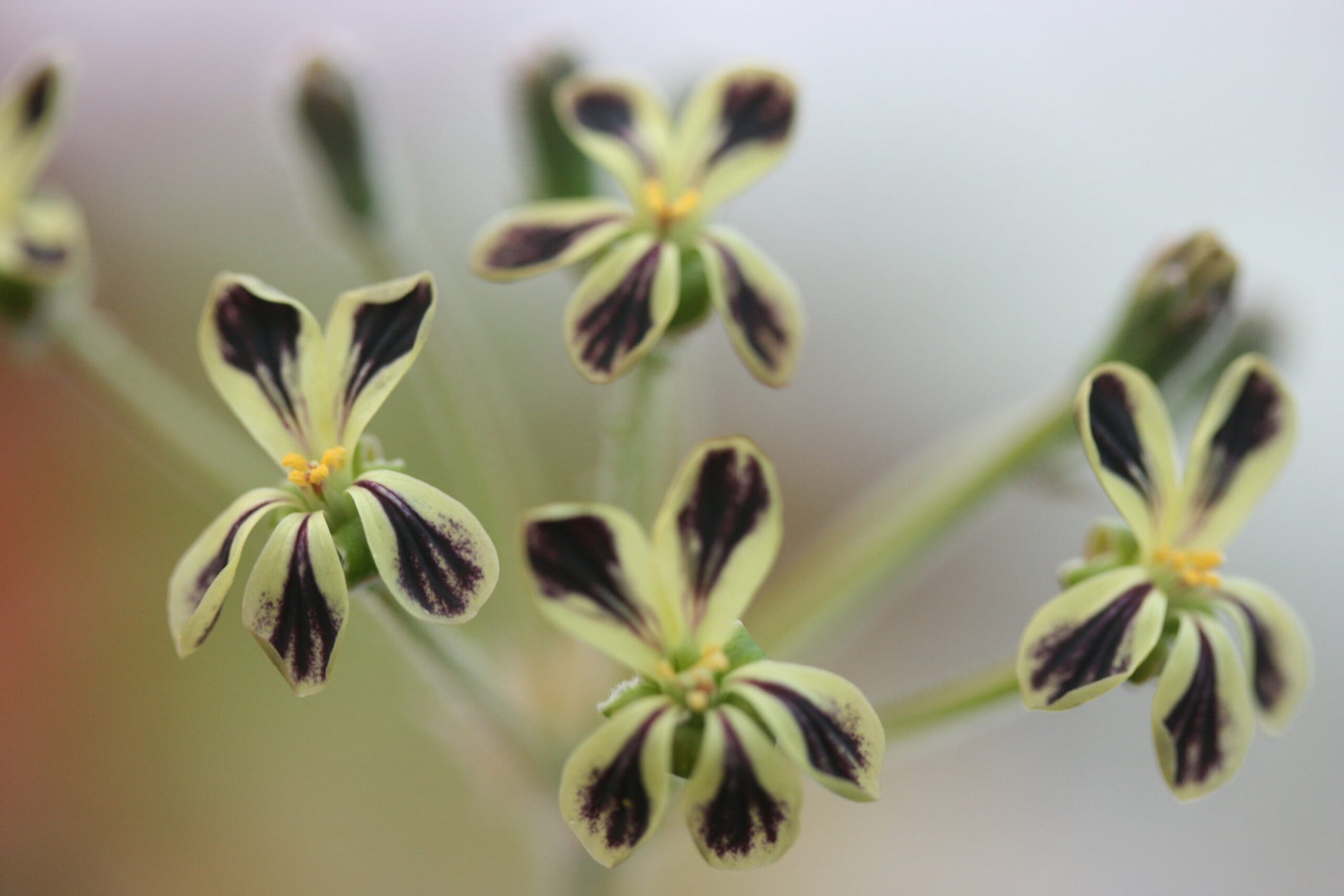 PELARGONIUM lobatum image 0