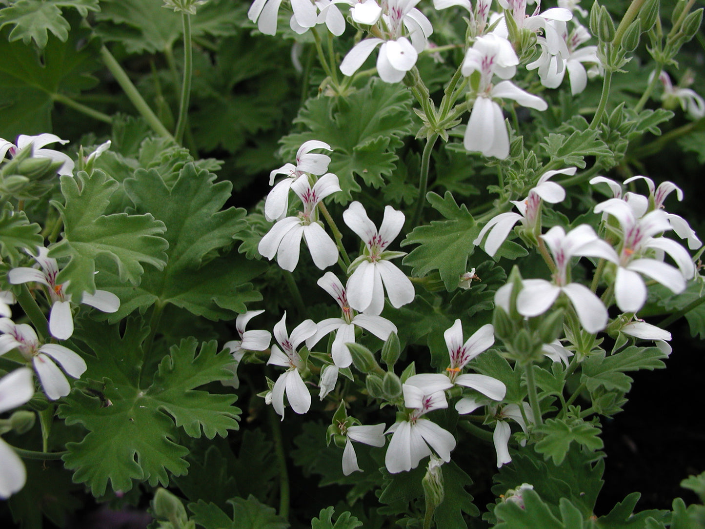 PELARGONIUM Lilian Pottinger image 0