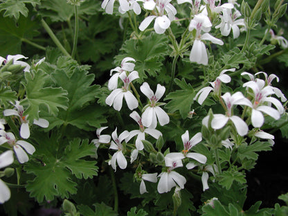 PELARGONIUM Lilian Pottinger image 0