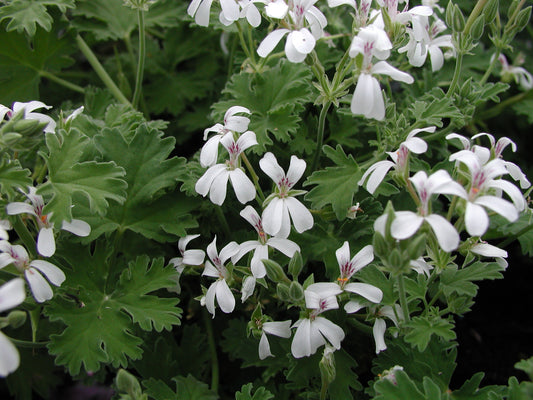 PELARGONIUM Lilian Pottinger image 0