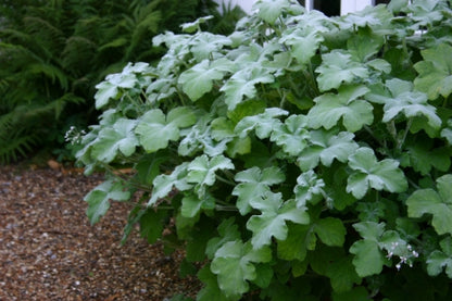 PELARGONIUM tomentosum image 0