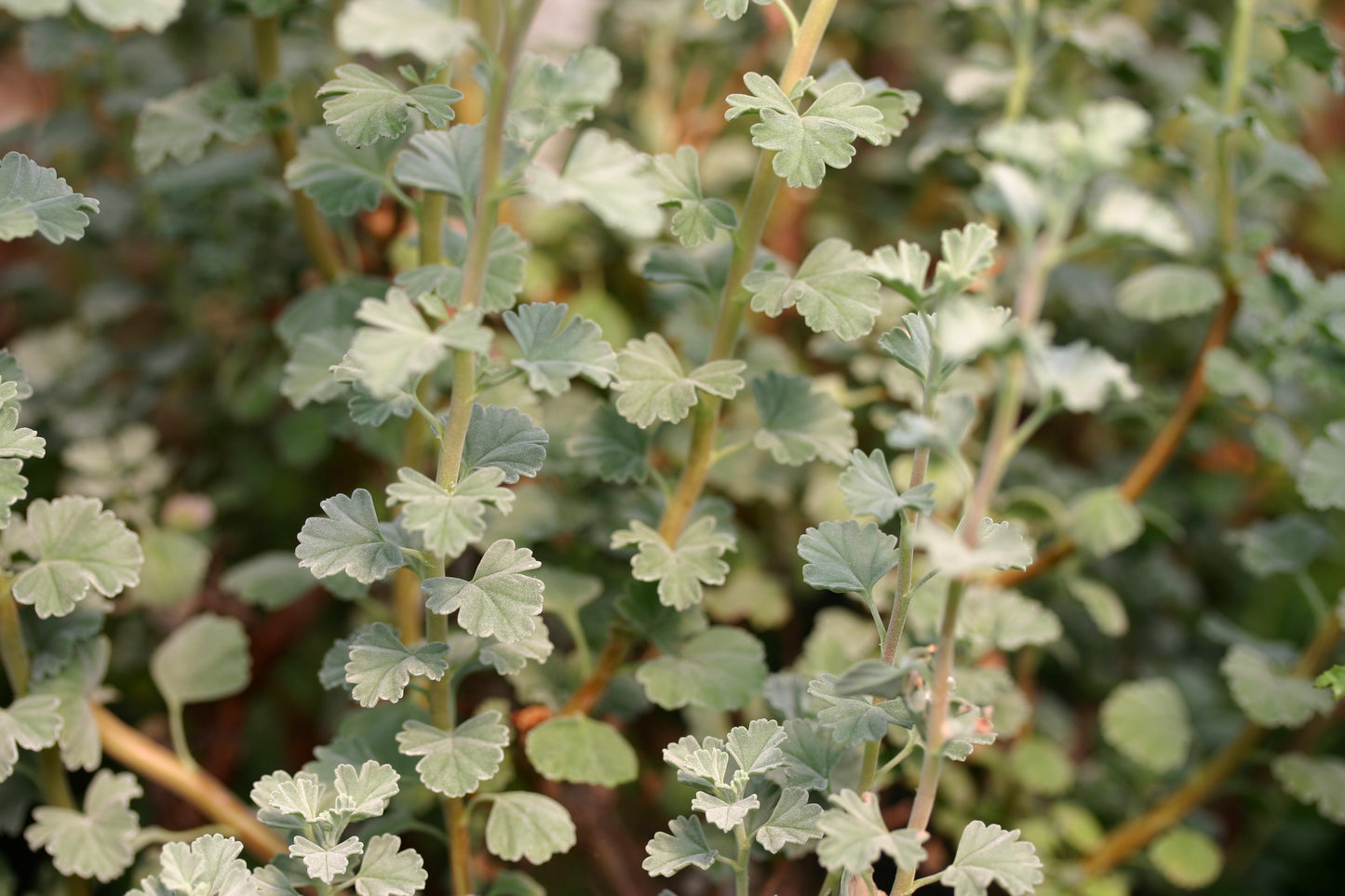PELARGONIUM exstipulatum image 3