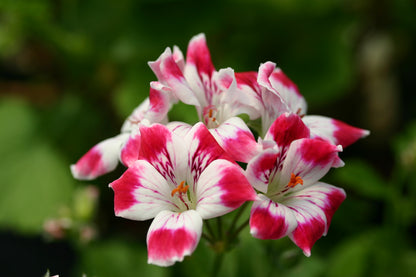 PELARGONIUM Beromunster image 0