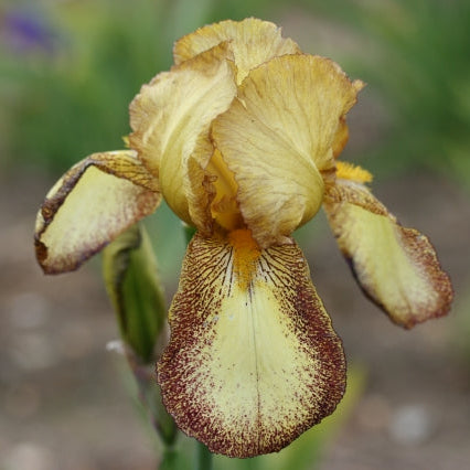 IRIS Bonanza image 0