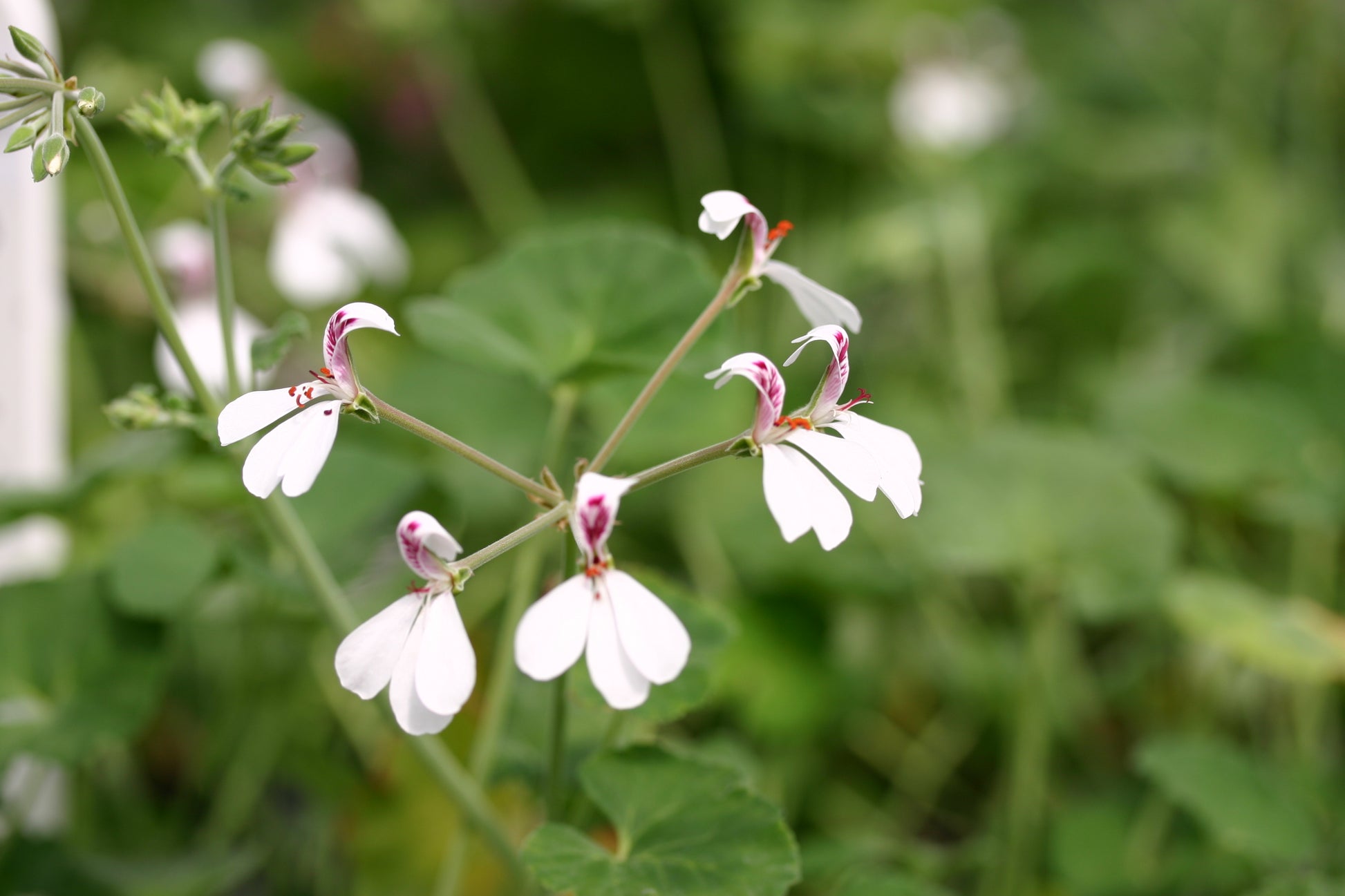PELARGONIUM dichondrifolium image 3