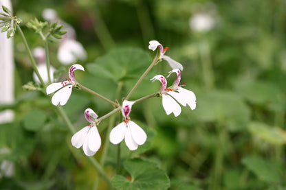 PELARGONIUM dichondrifolium image 3