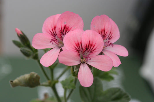 PELARGONIUM Rollers Satinique image 0