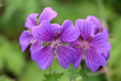 GERANIUM x magnificum image 0