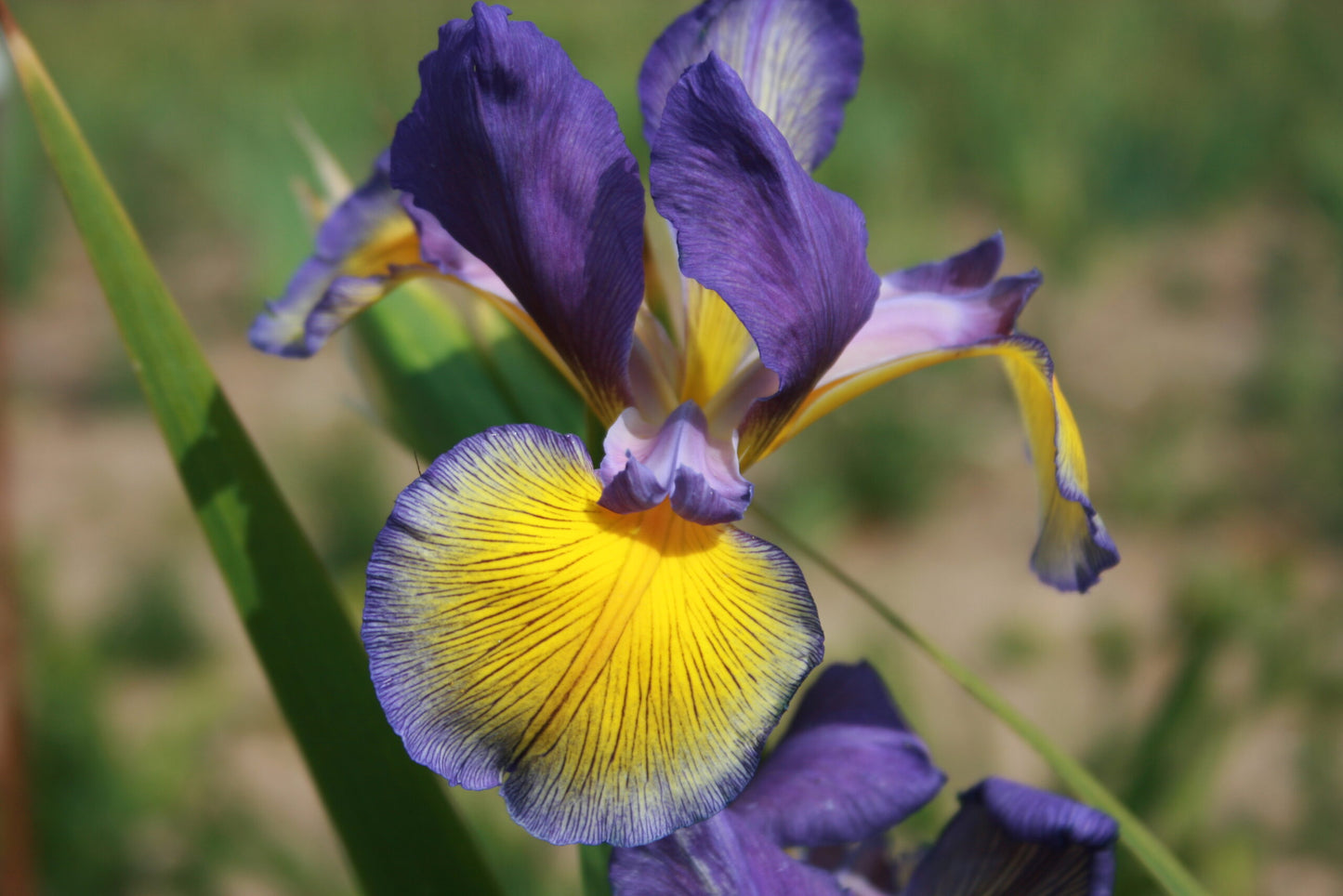 IRIS spuria Grand Illusion image 0