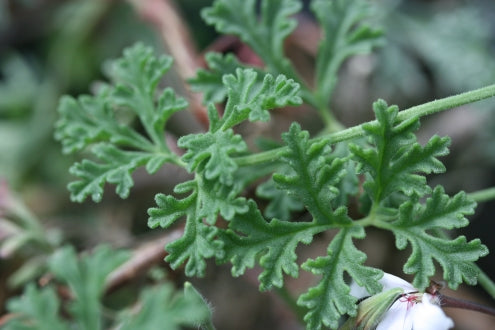 PELARGONIUM trifidum image 4