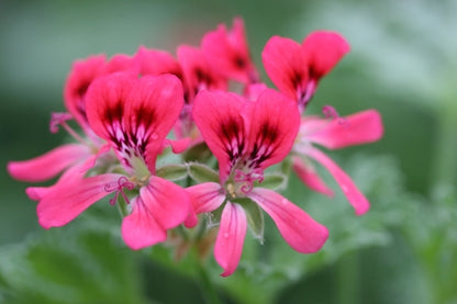PELARGONIUM Radula Roseum image 2