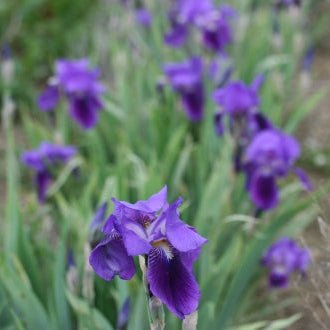 IRIS Kharput image 2