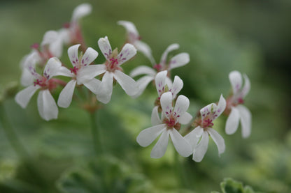PELARGONIUM Creamy Nutmeg image 0