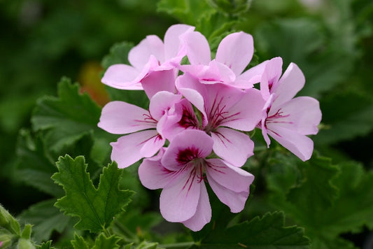 PELARGONIUM Copthorne image 0