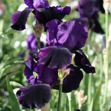 IRIS Midnight Caller image 2