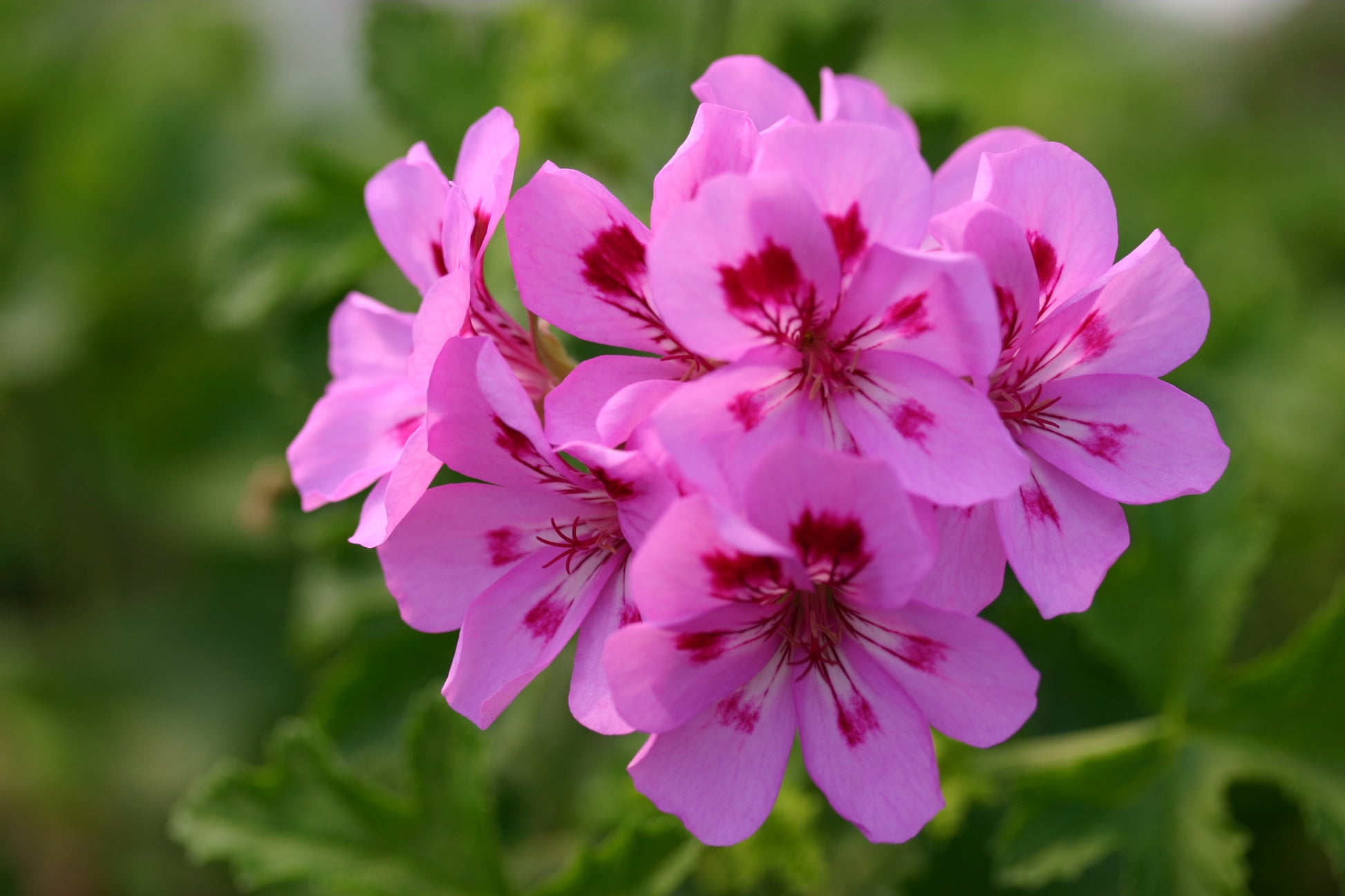 PELARGONIUM Souvenir de Prue image 0