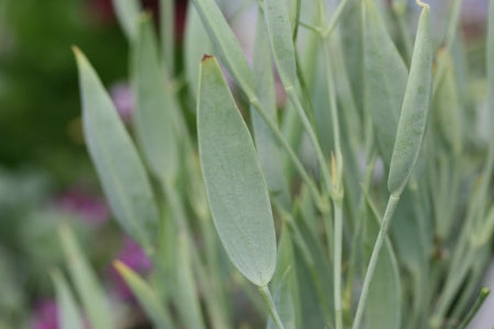 PELARGONIUM lanceolatum image 0