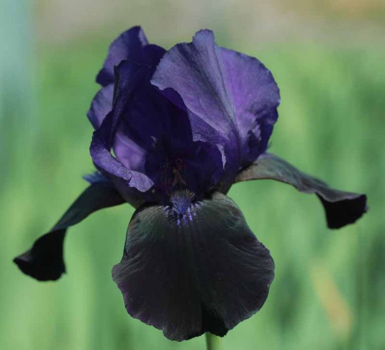 IRIS Deep Black image 0