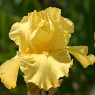 IRIS Jeanne Price image 0