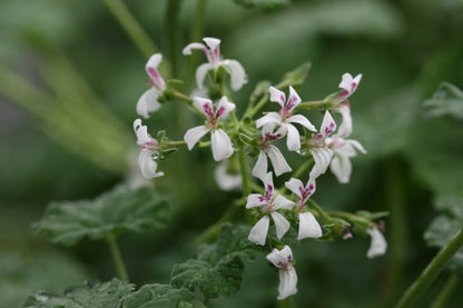 PELARGONIUM Big Apple image 0