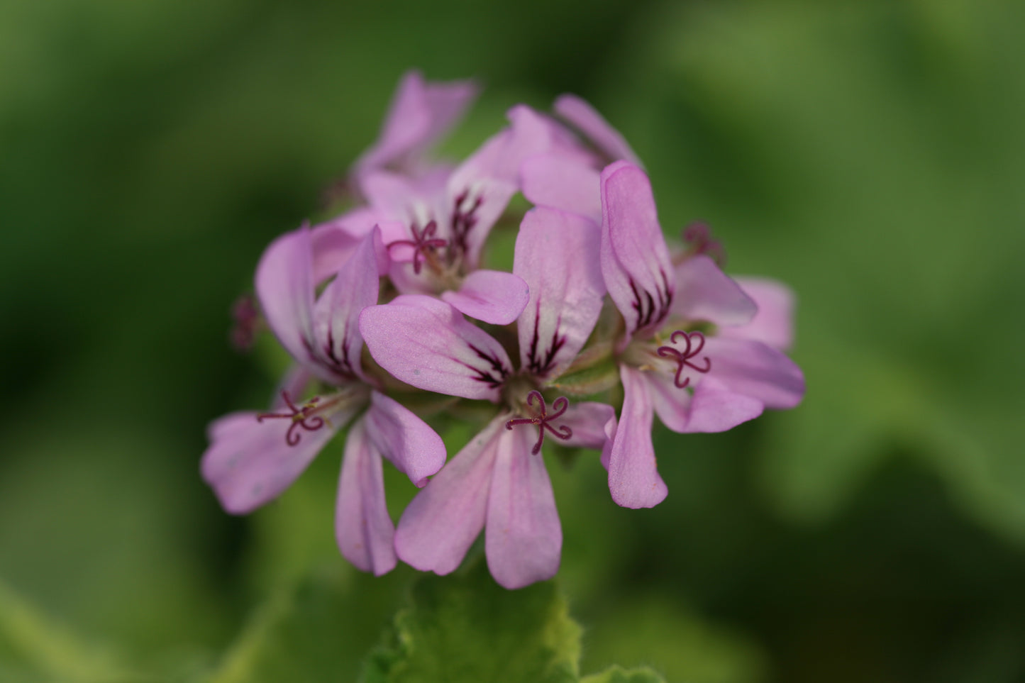 PELARGONIUM Atomic Snowflake image 0