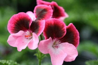 PELARGONIUM Vicki image 1