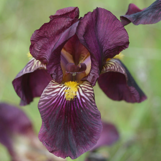 IRIS Red Orchid image 0