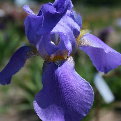 IRIS Sierra Blue image 0