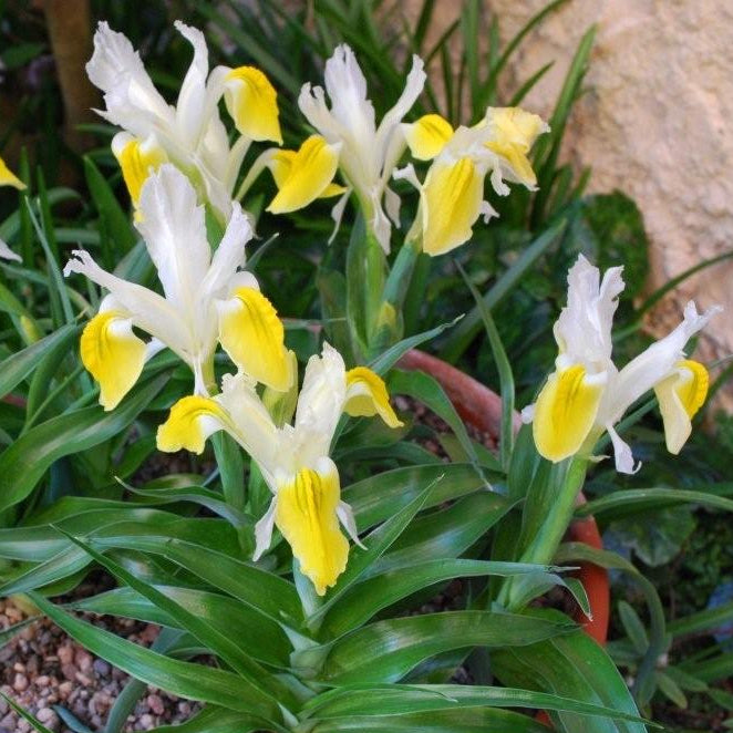 IRIS bucharica