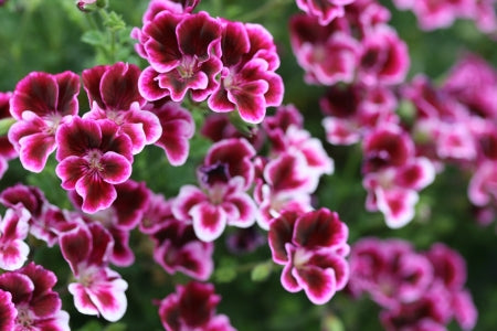 PELARGONIUM JerRey image 0