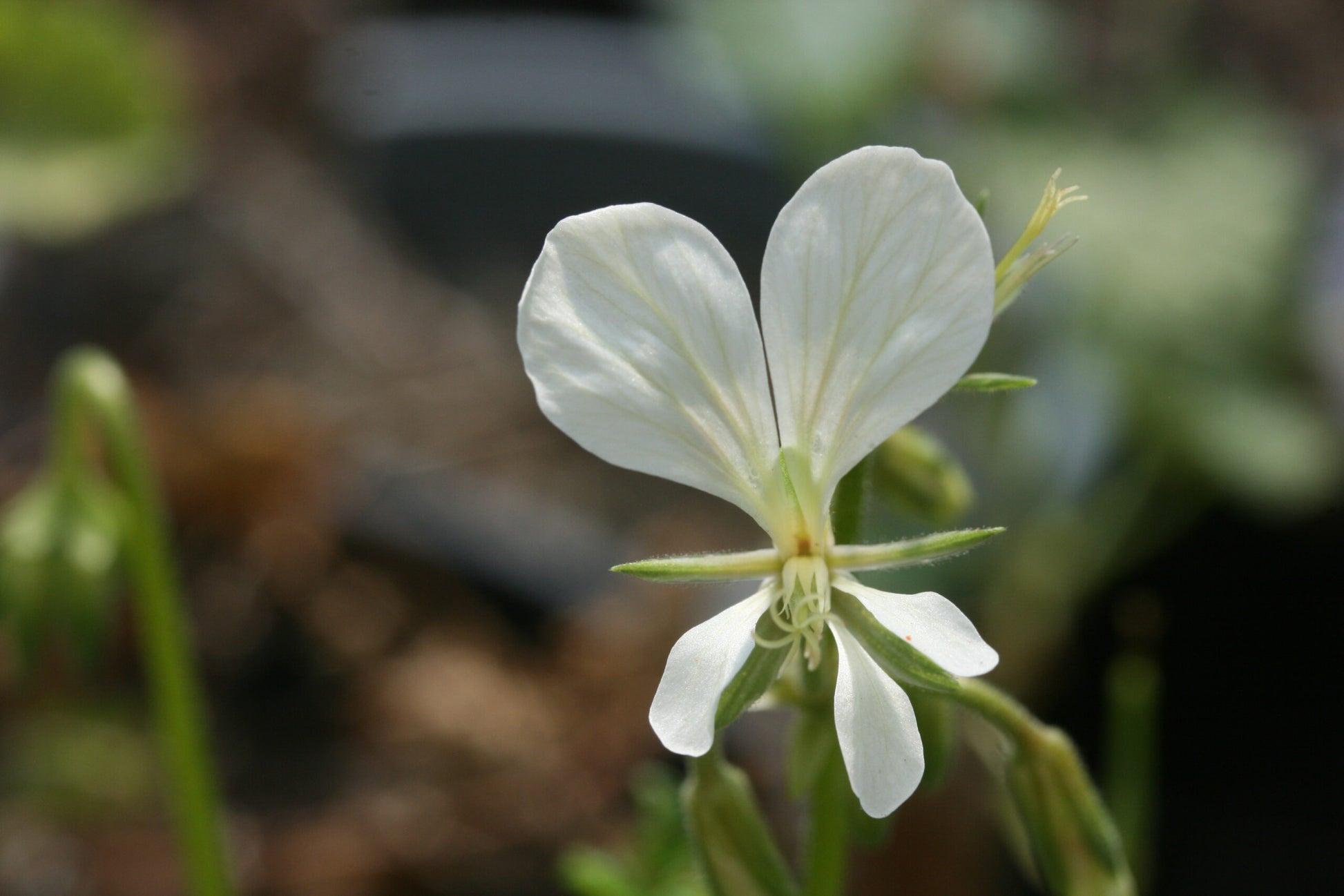PELARGONIUM exhibens image 1