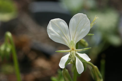 PELARGONIUM exhibens image 1