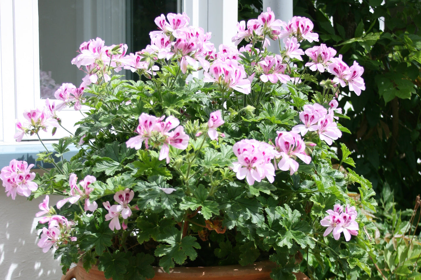 PELARGONIUM Copthorne image 3