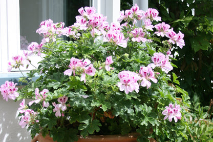 PELARGONIUM Copthorne image 3