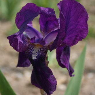 IRIS Eleanor Roosevelt image 0