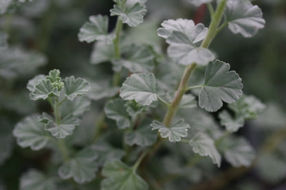 PELARGONIUM exstipulatum image 2