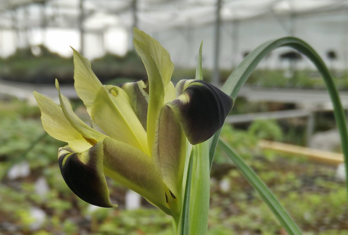IRIS tuberosa image 0