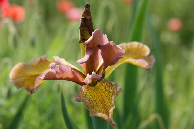 IRIS spuria Salmon Sunset image 0