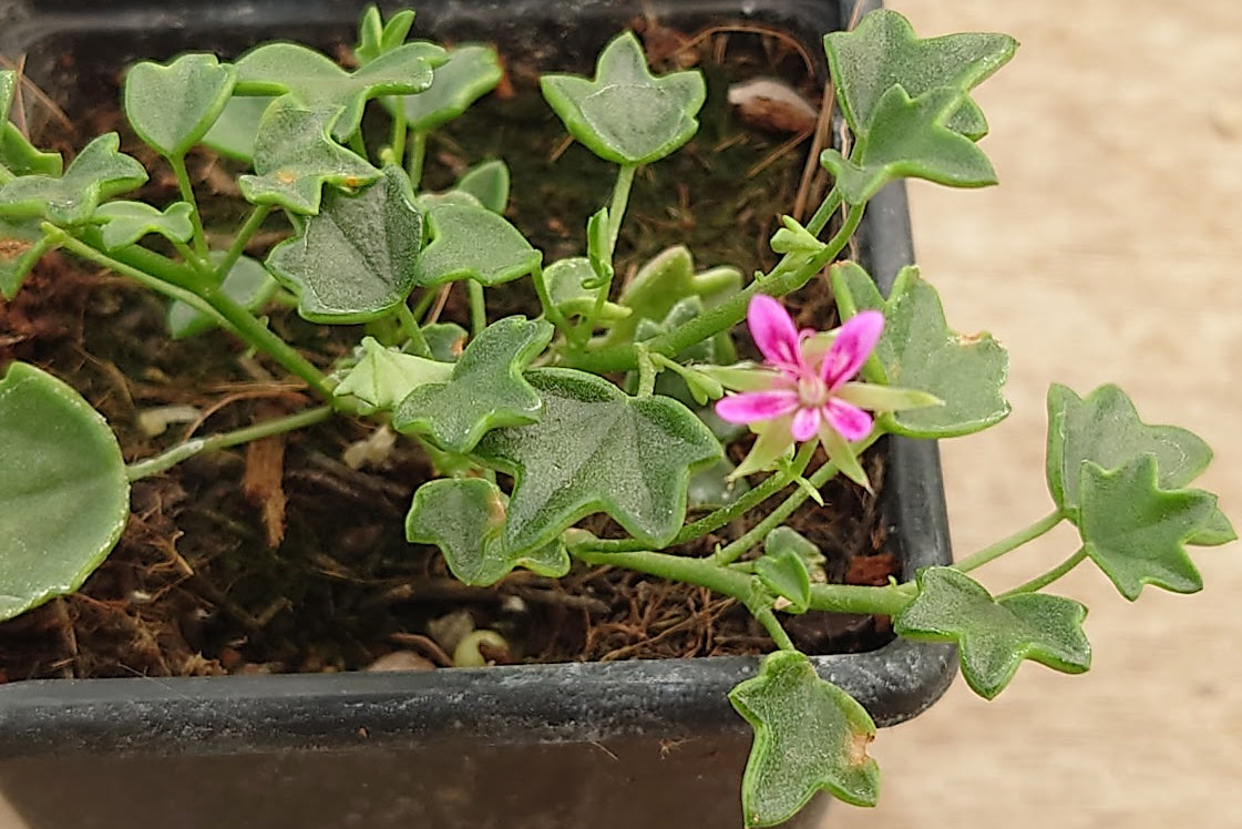 PELARGONIUM Saxifragoides