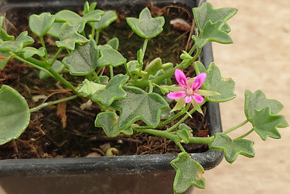 PELARGONIUM Saxifragoides
