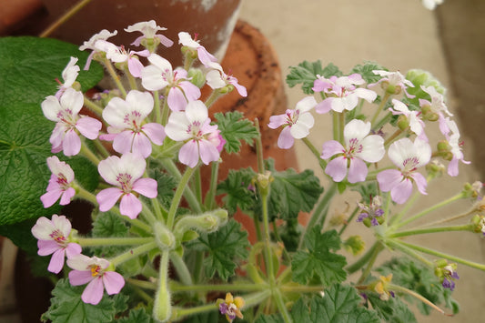 PELARGONIUM cortusifolium