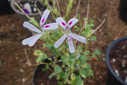 PELARGONIUM xerophyton