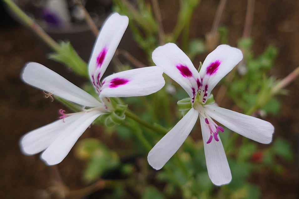 PELARGONIUM xerophyton