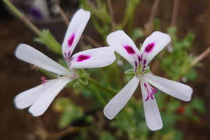 PELARGONIUM xerophyton