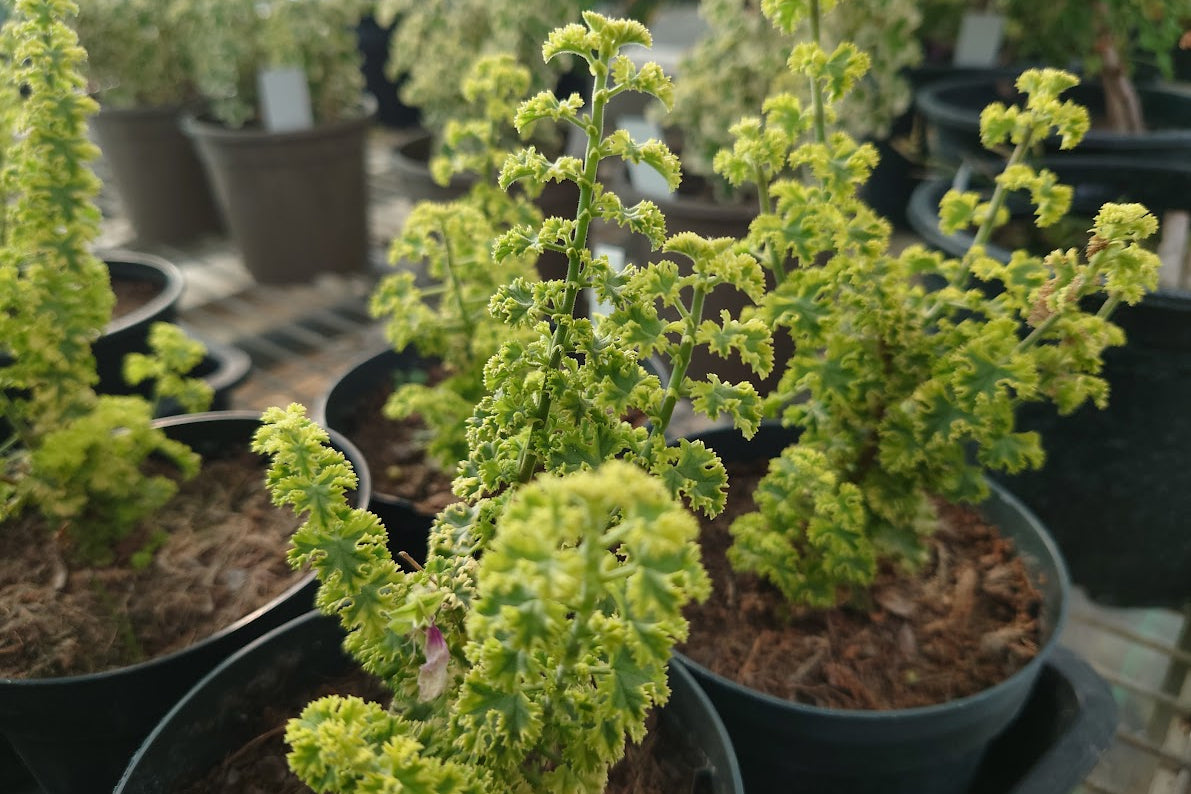PELARGONIUM Cy's Sunburst