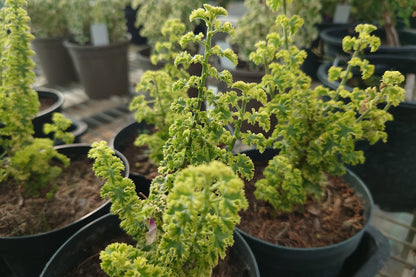 PELARGONIUM Cy's Sunburst