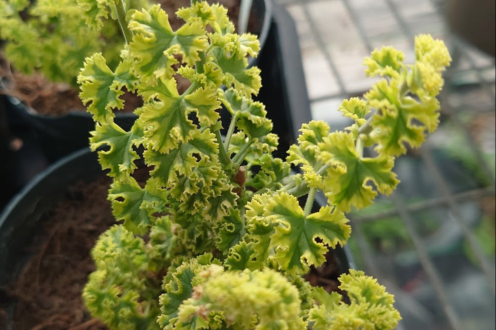 PELARGONIUM Cy's Sunburst